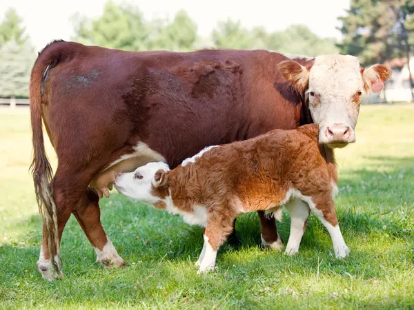 Hereford cow nursing her calf on green pasture